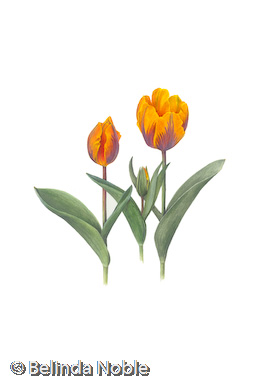 Tulipa Pinocchio.